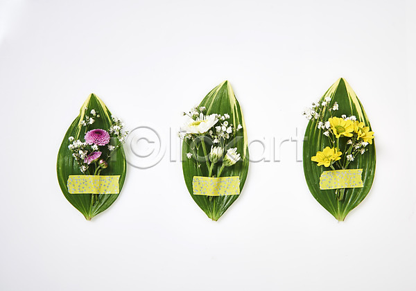사람없음 JPG 포토 하이앵글 꽃 백그라운드 소국 스튜디오촬영 실내 잎