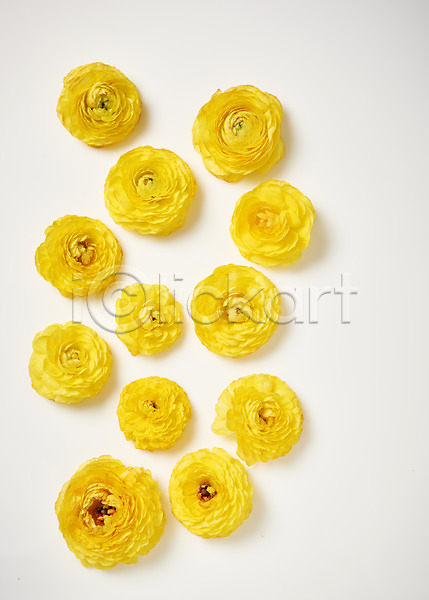 사람없음 JPG 포토 하이앵글 꽃 노란색 라넌큘러스 백그라운드 스튜디오촬영 실내