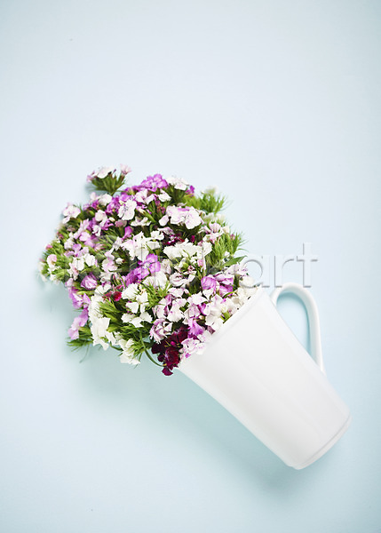 사람없음 JPG 포토 하이앵글 꽃 백그라운드 스튜디오촬영 실내 컵 패랭이꽃
