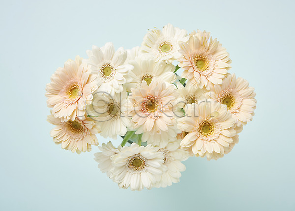 사람없음 JPG 포토 하이앵글 거베라 꽃 백그라운드 스튜디오촬영 실내 흰색