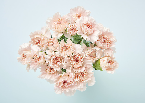 사람없음 JPG 포토 하이앵글 꽃 백그라운드 분홍색 스튜디오촬영 실내 카네이션