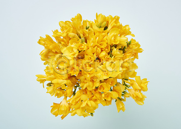 사람없음 JPG 포토 하이앵글 꽃 노란색 백그라운드 스튜디오촬영 실내 프리지어