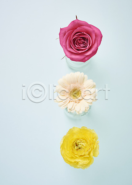 사람없음 JPG 포토 하이앵글 거베라 꽃 백그라운드 스튜디오촬영 실내 장미 프리지어