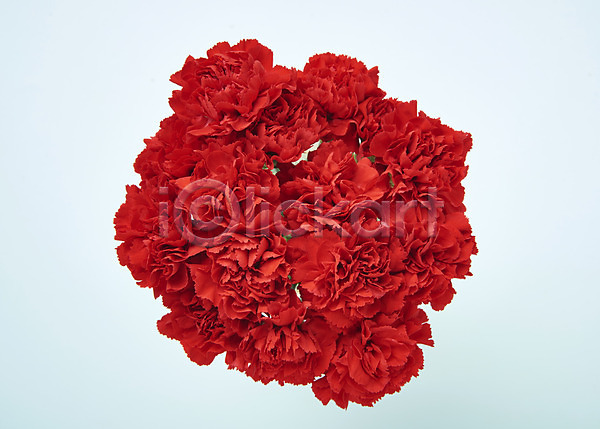 사람없음 JPG 포토 하이앵글 꽃 백그라운드 빨간색 스튜디오촬영 실내 카네이션