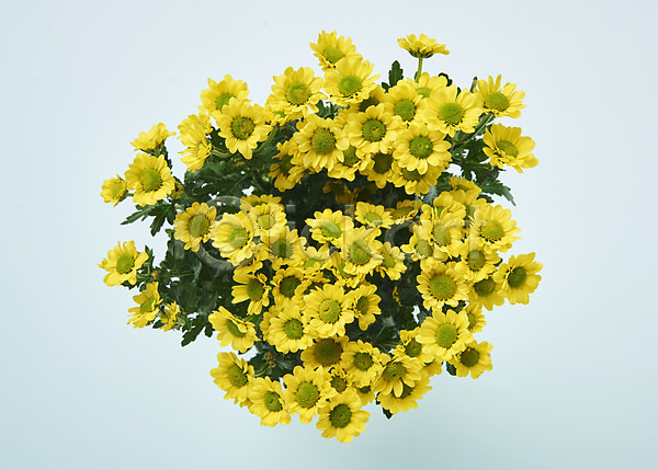 사람없음 JPG 포토 하이앵글 꽃 노란색 백그라운드 소국 스튜디오촬영 실내