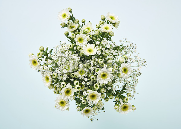 사람없음 JPG 포토 하이앵글 꽃 백그라운드 소국 스튜디오촬영 실내 흰색