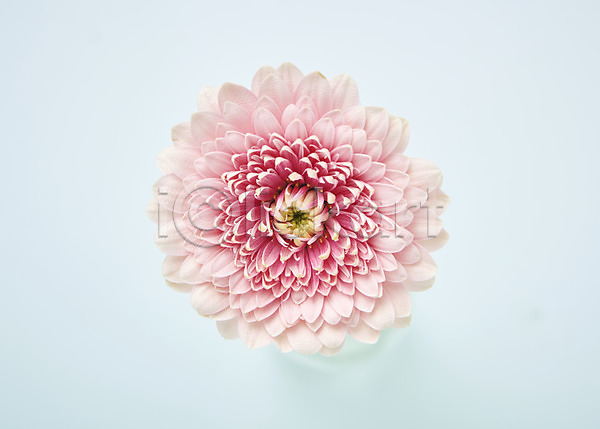 사람없음 JPG 포토 하이앵글 거베라 꽃 백그라운드 분홍색 스튜디오촬영 실내