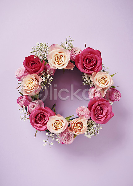사람없음 JPG 포토 하이앵글 꽃 백그라운드 분홍색 스튜디오촬영 실내 안개꽃 장미