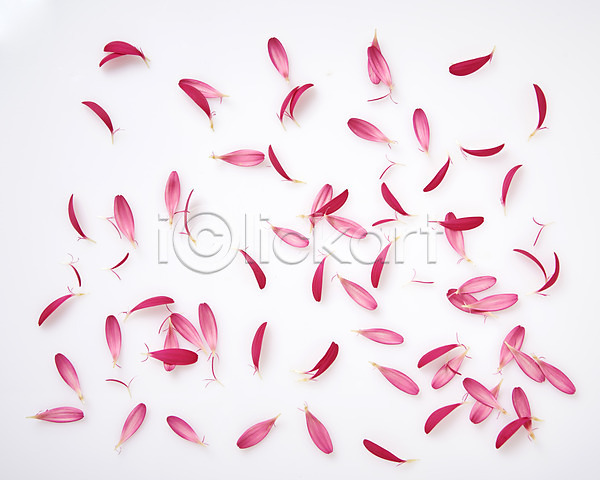 사람없음 JPG 포토 하이앵글 거베라 꽃 꽃잎 낙화 백그라운드 스튜디오촬영 실내
