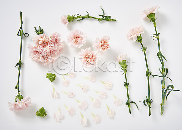 사람없음 JPG 포토 하이앵글 꽃 꽃잎 백그라운드 스튜디오촬영 실내 줄기 카네이션