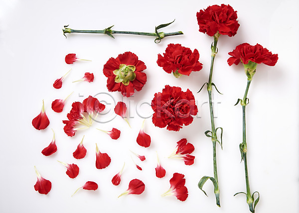 사람없음 JPG 포토 하이앵글 꽃 꽃잎 백그라운드 빨간색 스튜디오촬영 실내 줄기 카네이션