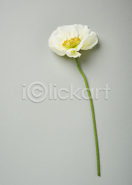 사람없음 JPG 포토 하이앵글 꽃 백그라운드 스튜디오촬영 실내 양귀비 한송이 흰색