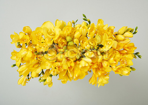 사람없음 JPG 포토 하이앵글 꽃 노란색 백그라운드 스튜디오촬영 실내 프리지어