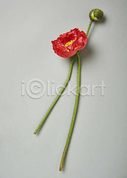 사람없음 JPG 포토 하이앵글 꽃 백그라운드 스튜디오촬영 실내 양귀비