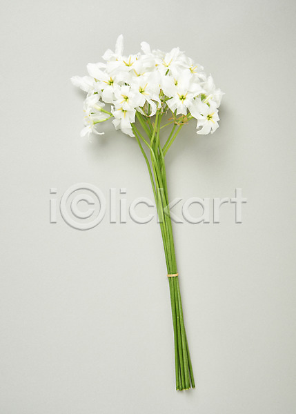 사람없음 JPG 포토 하이앵글 꽃 류코코리네 백그라운드 스튜디오촬영 실내 흰색