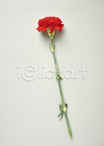 사람없음 JPG 포토 하이앵글 꽃 백그라운드 빨간색 스튜디오촬영 실내 카네이션 한송이