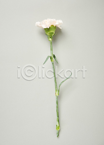 사람없음 JPG 포토 하이앵글 꽃 백그라운드 스튜디오촬영 실내 카네이션 한송이