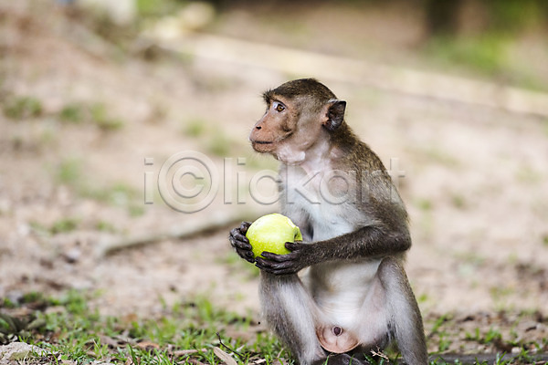 사람없음 JPG 아웃포커스 포토 동물 동물원 들기 사과 야외 원숭이 자연 주간 태국 한마리
