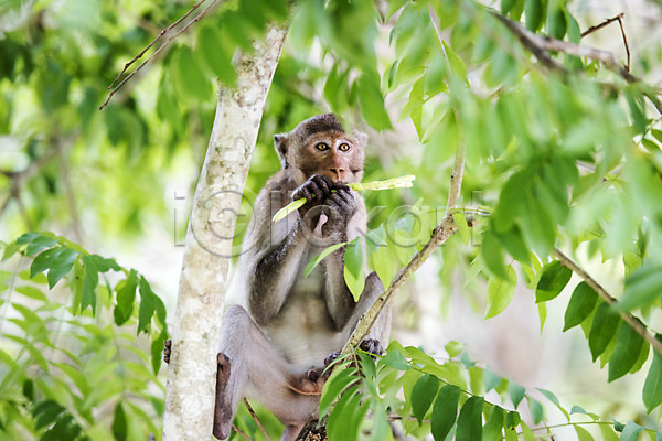 사람없음 JPG 아웃포커스 포토 나무 동물 동물원 야외 원숭이 자연 주간 태국 한마리