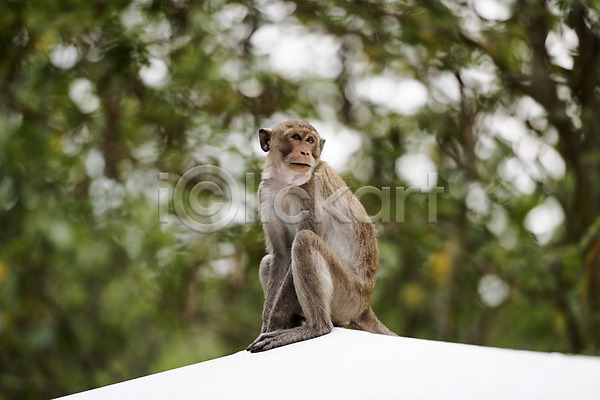사람없음 JPG 아웃포커스 포토 동물 동물원 야외 원숭이 자연 주간 태국 한마리