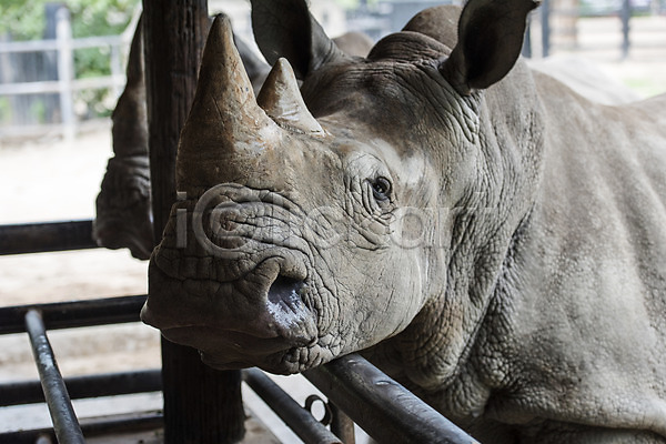 사람없음 JPG 아웃포커스 포토 동물 동물원 두마리 야외 자연 주간 코뿔소 태국