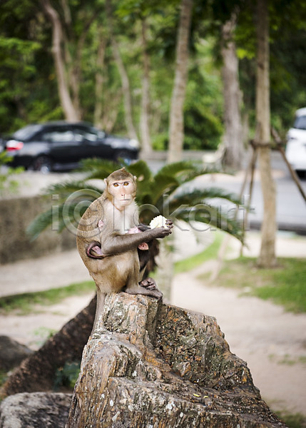 사람없음 JPG 아웃포커스 포토 나무 동물 동물원 두마리 수유 아기원숭이 야외 원숭이 자연 주간 태국