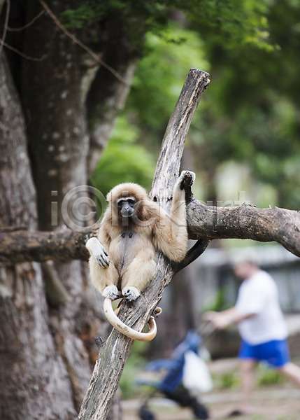 성인 한명 JPG 아웃포커스 포토 긴팔원숭이(원숭이) 나무 동물 동물원 야외 원숭이 유모차 자연 전신 주간 태국 한마리