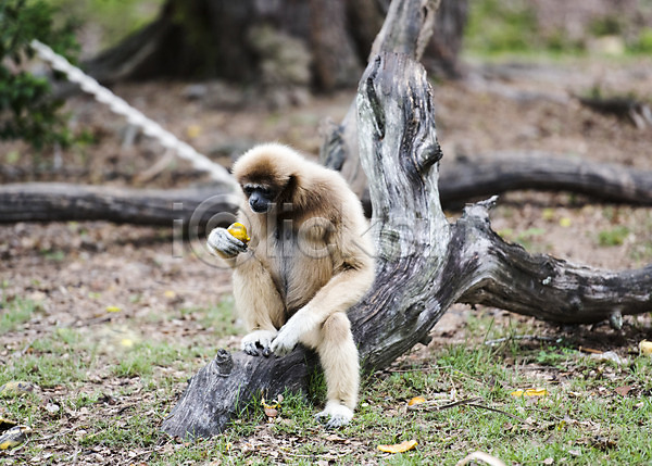 사람없음 JPG 아웃포커스 포토 긴팔원숭이(원숭이) 나무 동물 동물원 야외 원숭이 자연 주간 태국 한마리