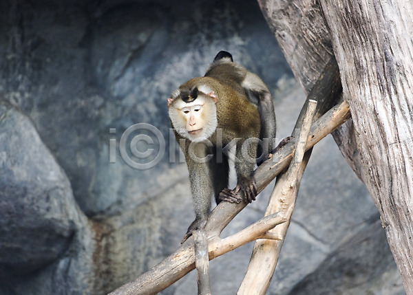사람없음 JPG 아웃포커스 포토 나무 동물 동물원 돼지꼬리원숭이 야외 자연 주간 태국 한마리