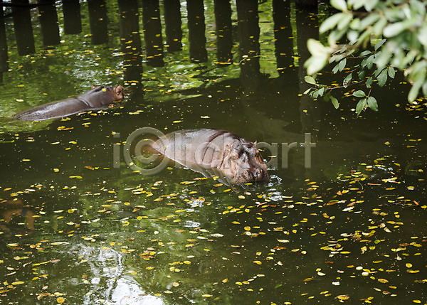 사람없음 JPG 아웃포커스 포토 동물 동물원 두마리 야외 자연 주간 태국 하마 호수