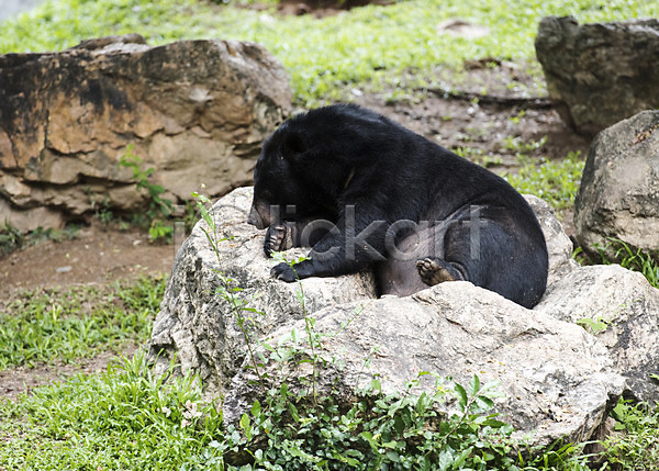 사람없음 JPG 아웃포커스 포토 곰 낮잠 돌(바위) 동물 동물원 야외 자연 주간 태국 한마리 흑곰