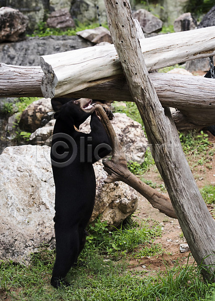 사람없음 JPG 아웃포커스 포토 곰 나무 동물 동물원 야외 자연 주간 태국 한마리 흑곰