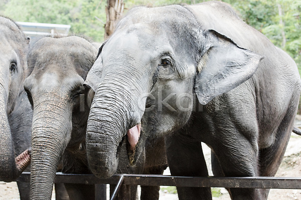 사람없음 JPG 아웃포커스 포토 동물 동물원 세마리 야외 자연 주간 코끼리 태국