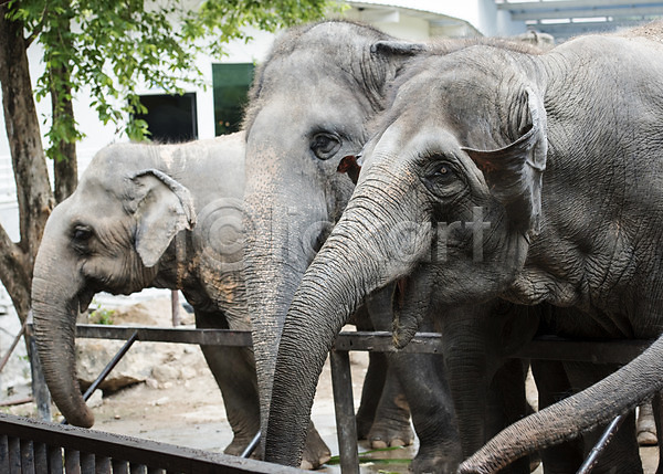 사람없음 JPG 아웃포커스 포토 나무 동물 동물원 세마리 야외 자연 주간 코끼리 태국