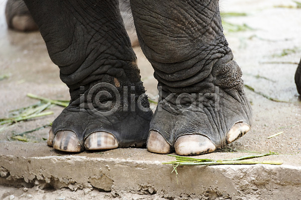사람없음 JPG 아웃포커스 포토 동물 동물원 발 야외 자연 주간 코끼리 태국 한마리