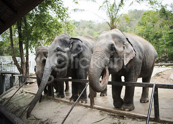 사람없음 JPG 아웃포커스 포토 동물 동물원 세마리 야외 울타리 자연 주간 코끼리 태국