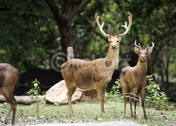 사람없음 JPG 아웃포커스 포토 나무 돌 동물 동물원 물사슴 사슴 세마리 야외 자연 주간 태국