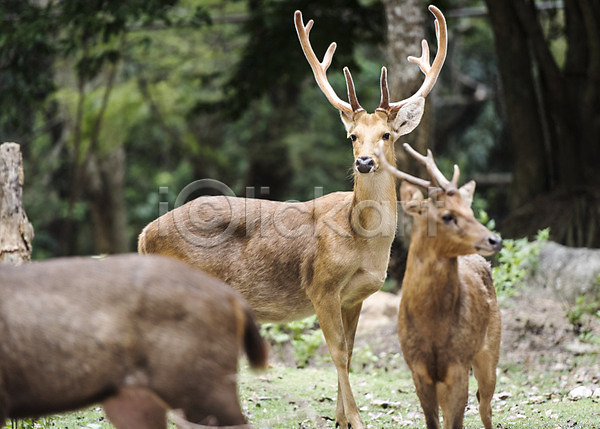 사람없음 JPG 아웃포커스 포토 나무 동물 동물원 물사슴 사슴 세마리 야외 자연 주간 태국