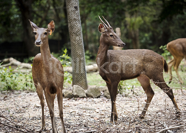 사람없음 JPG 아웃포커스 포토 나무 동물 동물원 물사슴 사슴 세마리 야외 자연 주간 태국