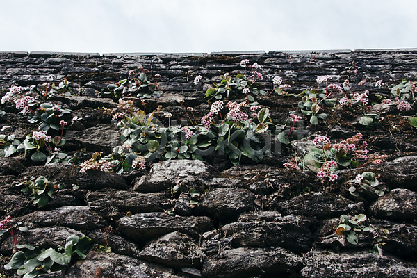 사람없음 JPG 포토 꽃 네팔 돌담 안나푸르나 야외 자연 주간 풍경(경치) 해외풍경