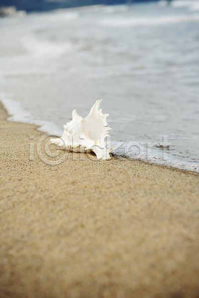 휴식 사람없음 JPG 아웃포커스 포토 모래 모래사장 바다 야외 여름(계절) 여름풍경 조개 조개껍데기 주간 풍경(경치) 휴가