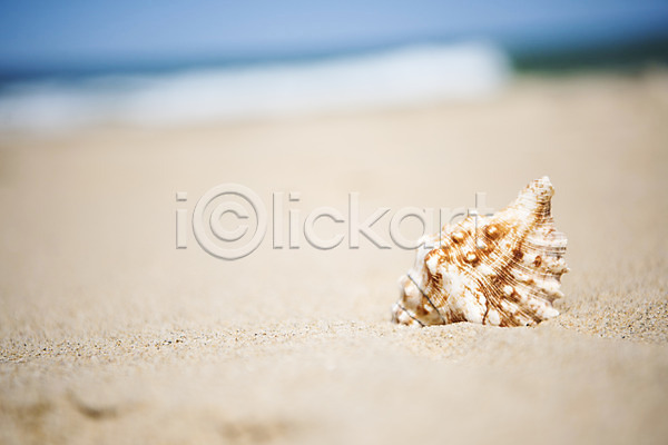 휴식 사람없음 JPG 아웃포커스 포토 모래 모래사장 야외 여름(계절) 여름풍경 조개 조개껍데기 주간 풍경(경치) 휴가
