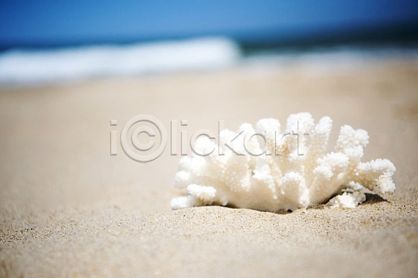 휴식 사람없음 JPG 아웃포커스 포토 모래 모래사장 산호 야외 여름(계절) 여름풍경 주간 풍경(경치) 해조류 휴가