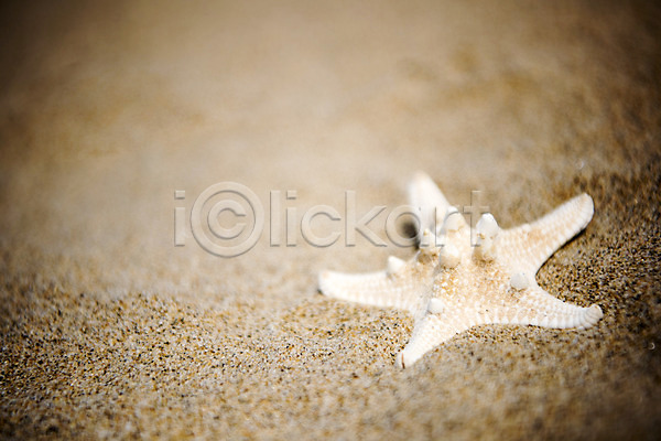휴식 사람없음 JPG 아웃포커스 포토 모래 모래사장 불가사리 야외 여름(계절) 여름풍경 주간 풍경(경치) 휴가