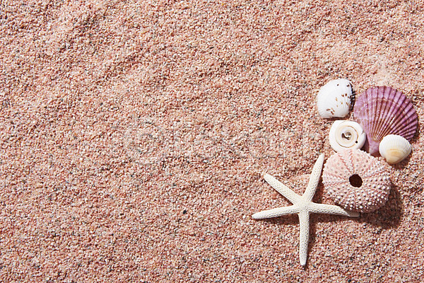 사람없음 JPG 포토 껍질 모래 바캉스 불가사리 스튜디오촬영 실내 여름(계절) 여름휴가 조개 조개껍데기 프레임
