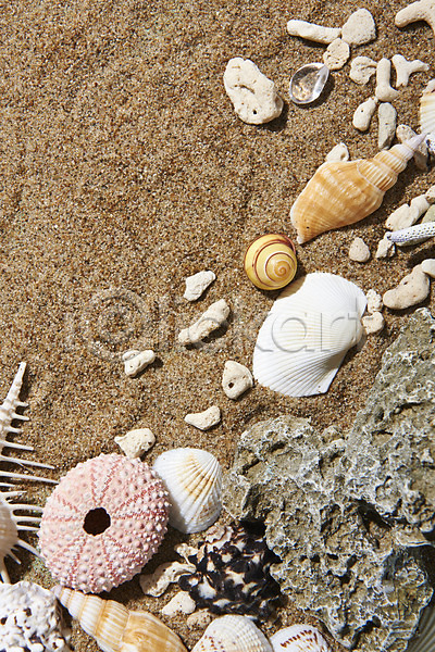 사람없음 JPG 포토 껍질 돌 모래 바캉스 스튜디오촬영 실내 여름(계절) 여름휴가 조개 조개껍데기