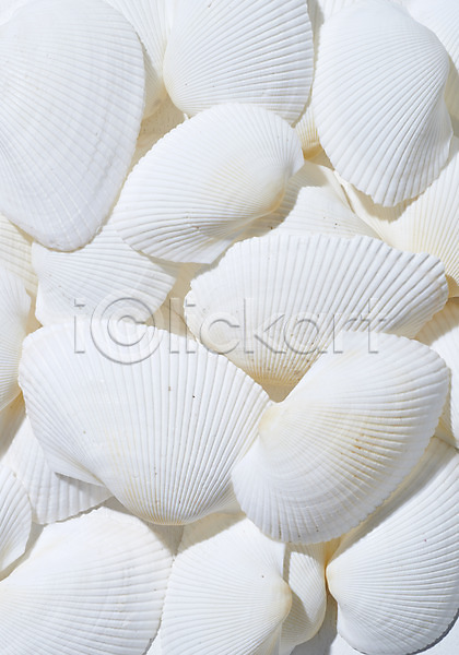 사람없음 JPG 근접촬영 포토 스튜디오촬영 실내 여름(계절) 조개 조개껍데기 흰색