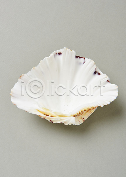 사람없음 JPG 포토 스튜디오촬영 실내 여름(계절) 조개 조개껍데기 흰색