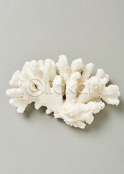 사람없음 JPG 포토 산호 스튜디오촬영 실내 여름(계절) 해조류 흰색