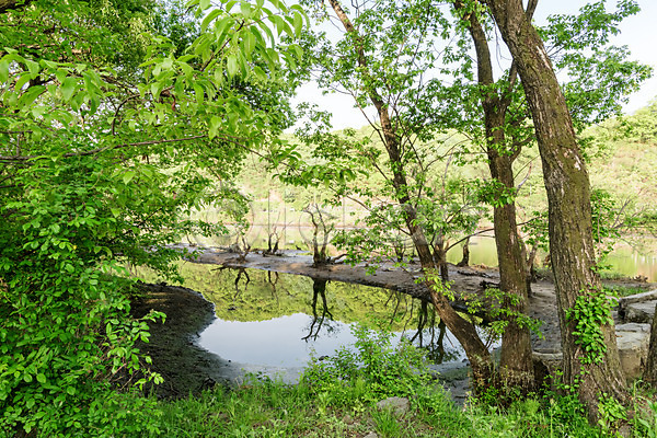 사람없음 JPG 포토 가뭄 공원 나무 대전 대청공원 숲 야외 자연 주간 초록색 풍경(경치) 한국
